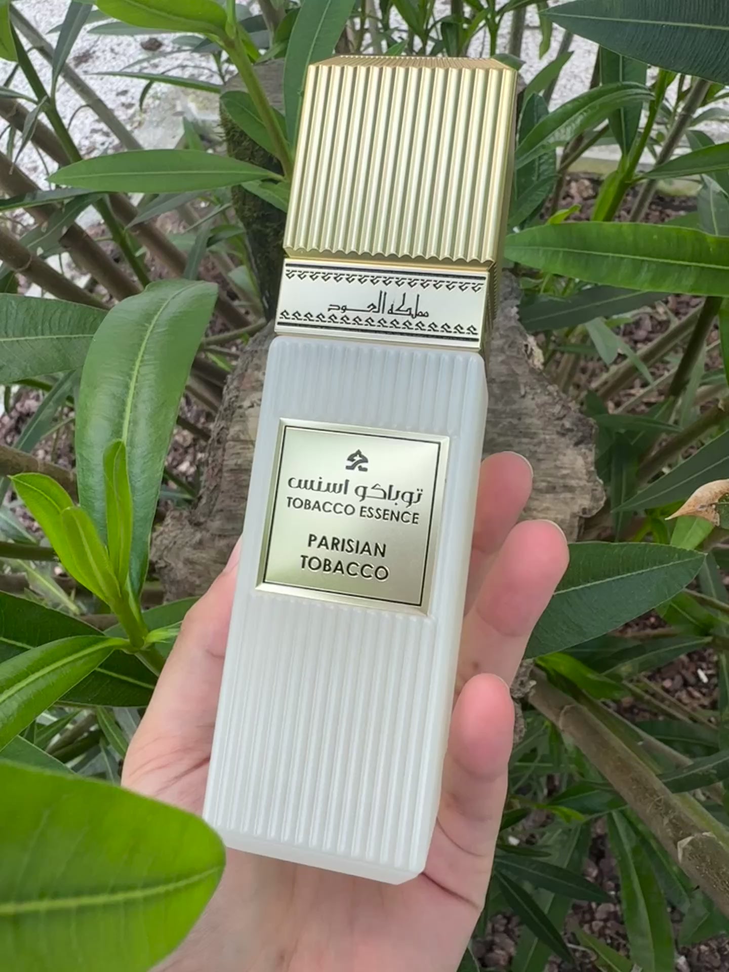 Parisian Tobacco | Mamlakat al Oud de Parfum 100mL – Amira Aromas